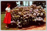 c1960s Hydrangeas in Bloom New Jersey Flowers Vintage Postcard Hydrangea