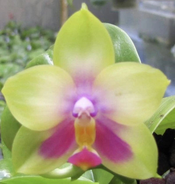 Yellow-green Phalaenopsis orchid with pink and purple center, long petals