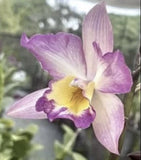 Purple and yellow orchid blossom with layered petals and a central yellow lip