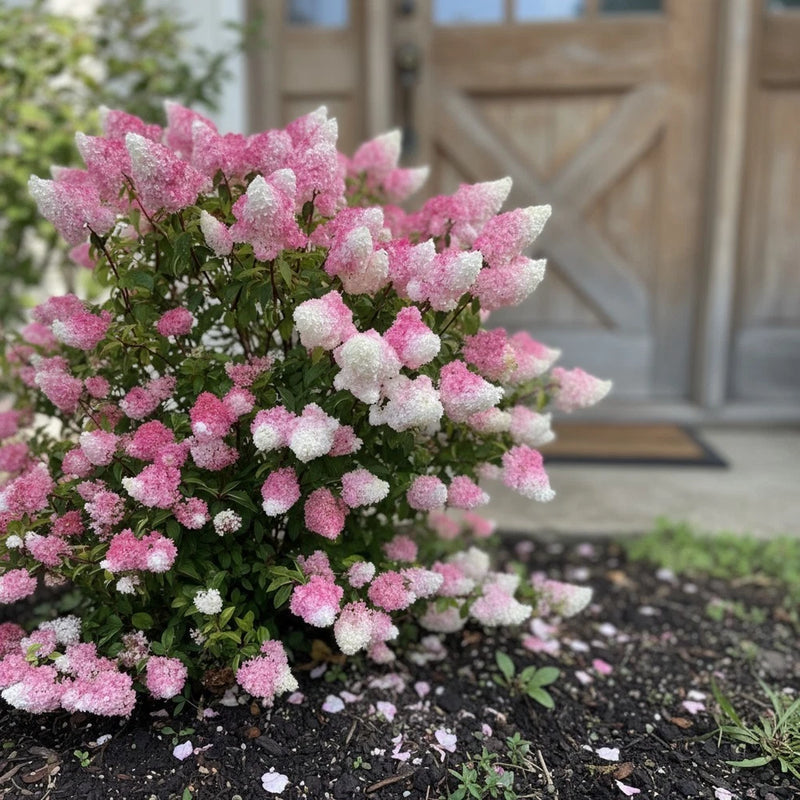 100 Pink and White Hydrangea Seeds Ð Panicle Shrub for Home Gardens Hydrangea