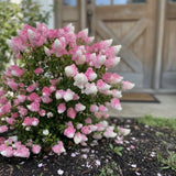100 Pink and White Hydrangea Seeds Ð Panicle Shrub for Home Gardens Hydrangea