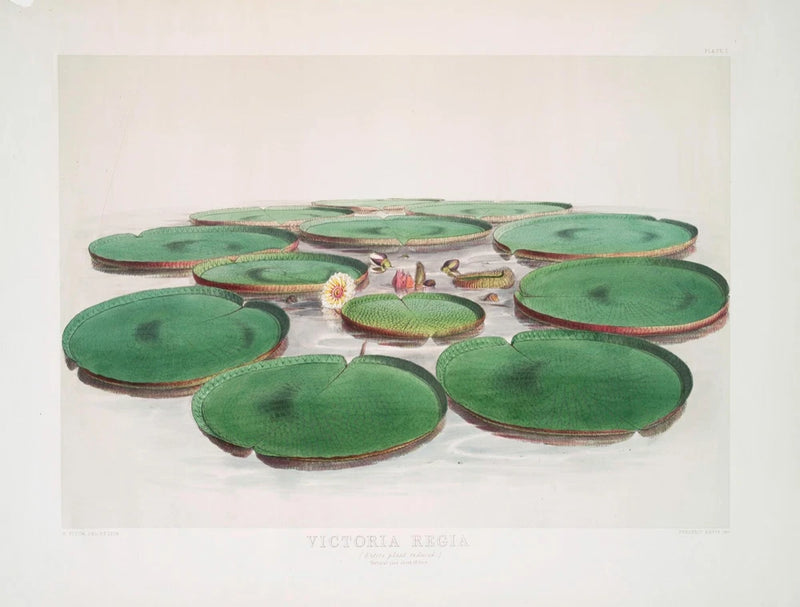 Decor poster of Victoria regia lily pads with a small pink flower and leaf details
