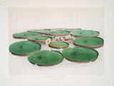 13431.Decor Poster.Home Wall interior design.Water Lily flower Victoria Regia Lily