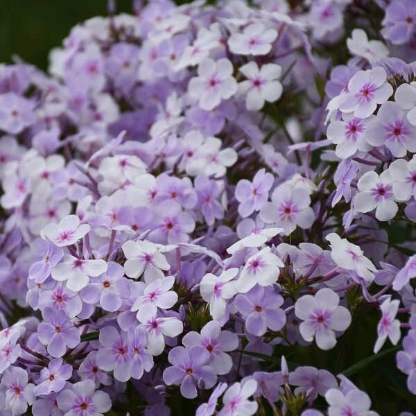 100+ Opening Act Pink-a-Dot Phlox Seeds for Garden - USA - FREE SHIPPING! Garden Plants