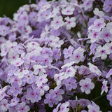 100+ Opening Act Pink-a-Dot Phlox Seeds for Garden - USA - FREE SHIPPING! Garden Plants