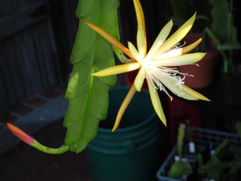 Orchid cactus with pale yellow star flower and green flat leaf stems