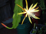 Epiphyllum,Orchid Cactus,  " DISCOCACTUS MARCANTHUS "  ,  Don's cuttings FEB/3 Orchids