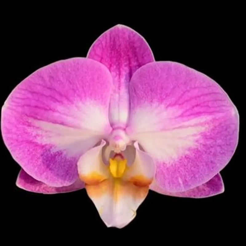 Purple and white Phalaenopsis orchid flower with orange-yellow center