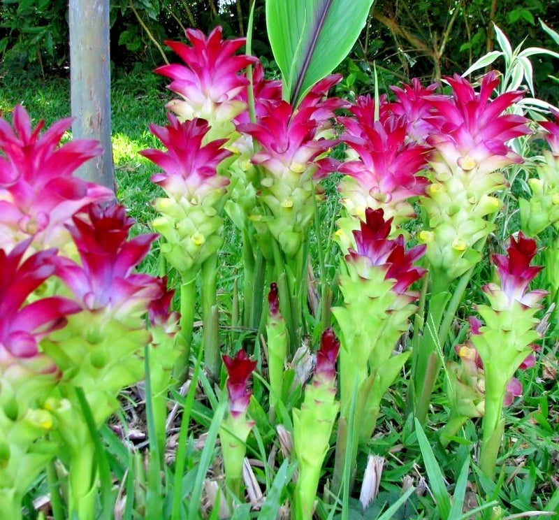 Cluster of red and pink flowering plants with green leaves and stems