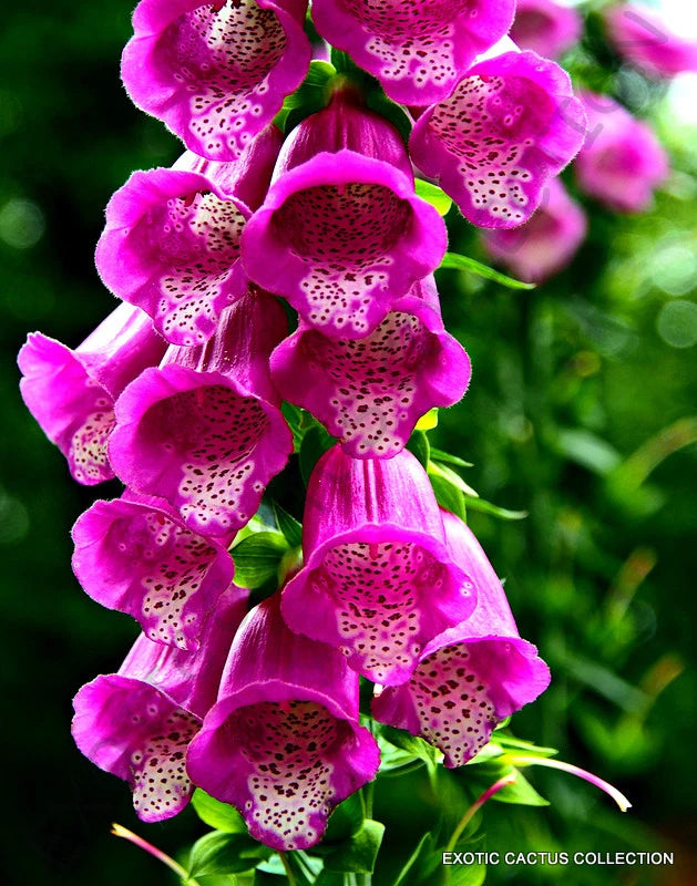 EXOTIC DIGITALIS PURPUREA giant spotted foxglove rare flowering seed 15 seeds Orchids