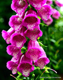 EXOTIC DIGITALIS PURPUREA giant spotted foxglove rare flowering seed 15 seeds Orchids