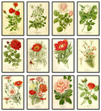 Peonies, Pinks and Roses Botanical Illustrations, Set of 12 Art Prints, 8x10 Peony