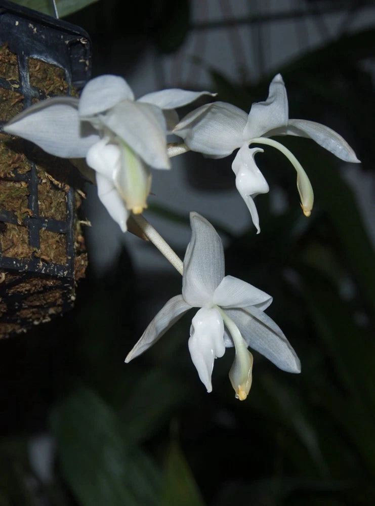 White orchid flowers with pale yellow centers