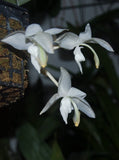Stanhopea candida STARK WHITE, HEALTHY PLANT, *ORCHID SPECIES* Orchids