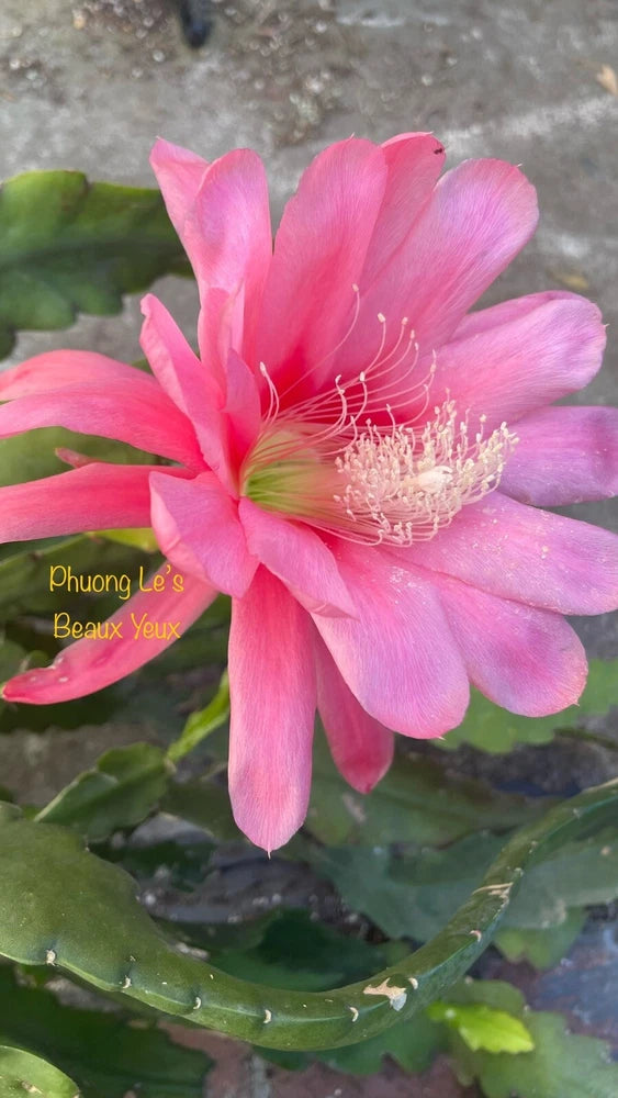 Pink orchid cactus flower with long petals and green leaves