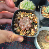 4CM Succulent Plant Haworthia Cooperi Baker Red Obtusa Variegated Home Garden Garden Plants