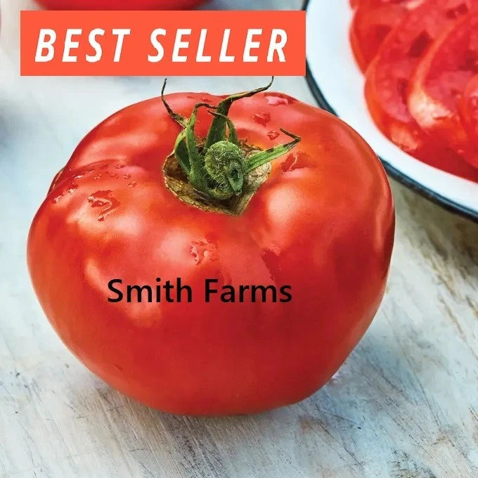 50+ Seeds Rutgers Tomato Hybrid Juicy Easy to Grow Vegetable Garden Planting Garden Plants