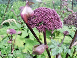 30 APPALACHIAN MOUNTAIN MINT SEEDS - Pycnanthemum flexuosum Garden Plants