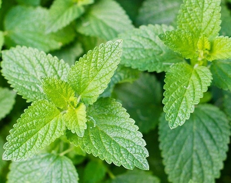 CATNIP SEEDS 1000+ COMMON CAT NIP perennial herb GARDEN kitty MEOW FREE SHIPPING Garden Plants