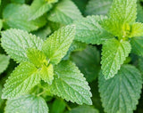 CATNIP SEEDS 1000+ COMMON CAT NIP perennial herb GARDEN kitty MEOW FREE SHIPPING Garden Plants