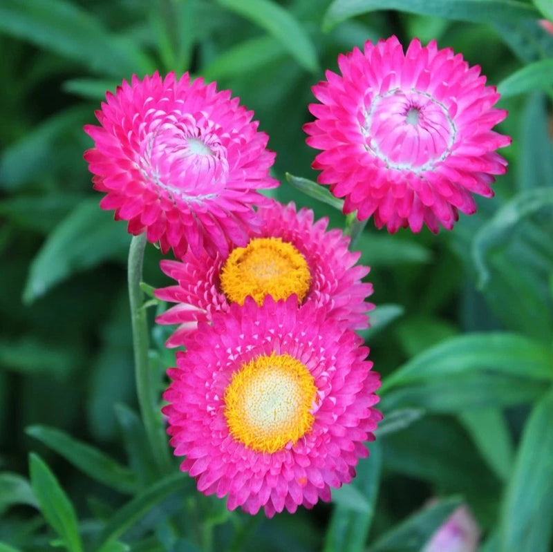 Bright Rose Strawflower - Pack 100 Seeds - Annual White Blooms Plant Garden Plants