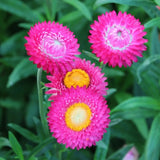 Bright Rose Strawflower - Pack 100 Seeds - Annual White Blooms Plant Garden Plants