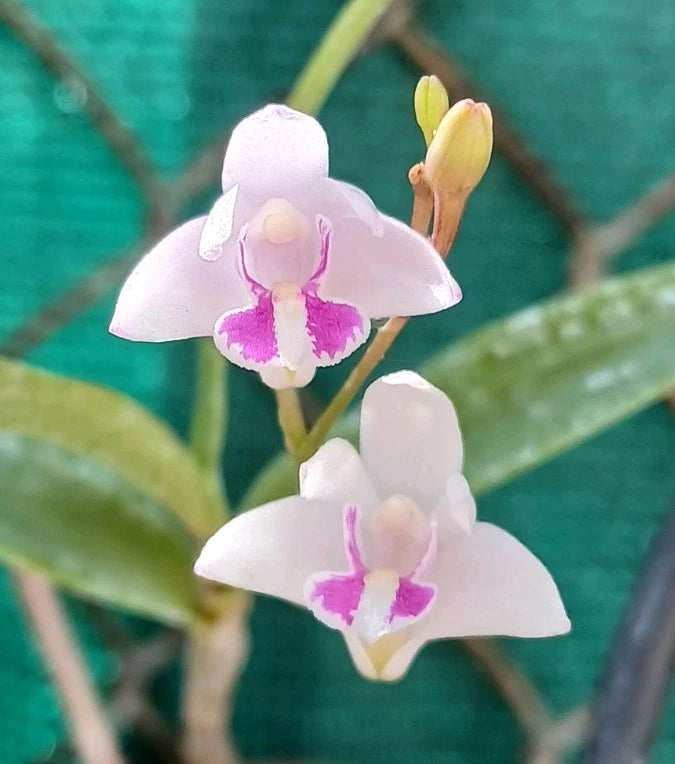 Pink and white dendrobium orchid blooms on spike with magenta centers