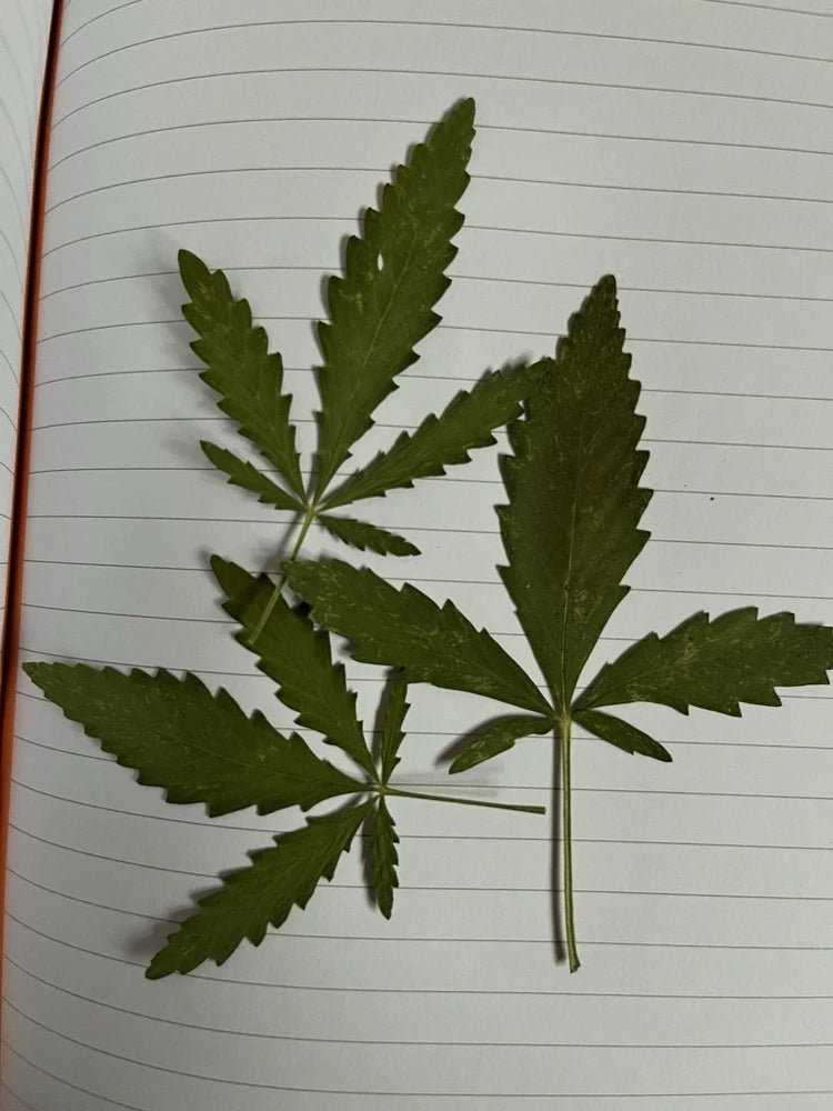 Pressed green hemp leaves for art and crafts, multiple botanical leaf pieces