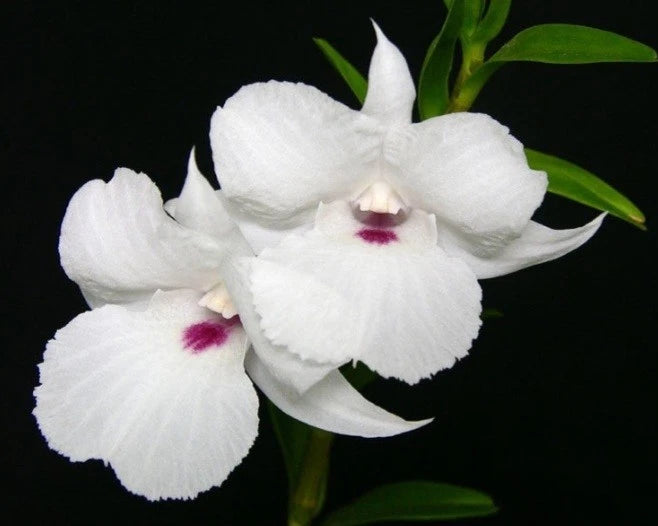 White orchid flowers with magenta centers and green leaves