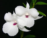 BEAUTIFUL RARE DENDROBIUM PARTHENIUM ORCHID SPECIES Orchids