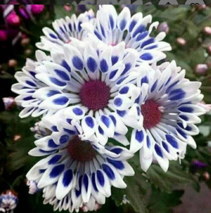 20 Blue Window Daisy flower seeds for spring summer Blue Yellow White colorful Daisies