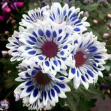 20 Blue Window Daisy flower seeds for spring summer Blue Yellow White colorful Daisies