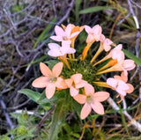 100 LARGE FLOWERED PHLOX Collomia Grandiflora Flower Seeds Flowering Plants