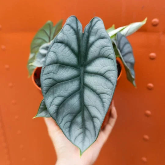 Alocasia Silver Dragon live plant leaf, silvery veined gray-green in small pot