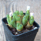 D6826 CONOPHYTUM LIMPIDUM pot5-H3,5-W5 cm MaMa Cactus Green Plant