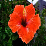 20 SEEDS red orange HIBISCUS flower exotic bush garden/house plant USA Seller Garden Plants