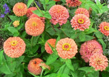 Rose Zinnia Seeds 100+ Flower Garden Elegans Annual MIXED USA FREE S&H Garden Plants
