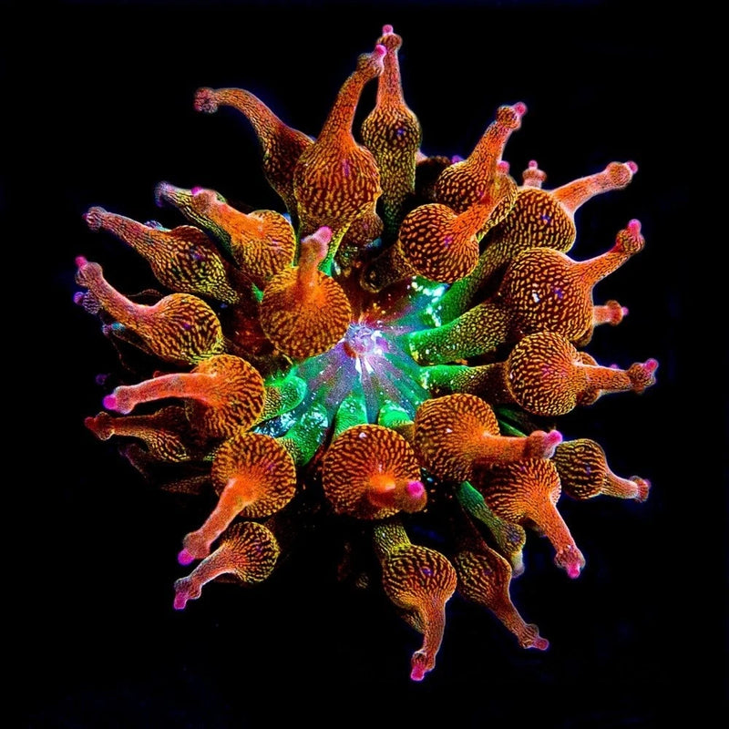 ECC Nexus Blaze Anemone Anemone