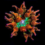 ECC Nexus Blaze Anemone Anemone