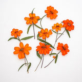 12PCS Real Pressed Dried Orange Daisy with leaves stem for art Craft FSS88 Dried Flower