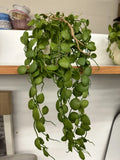 NEW 31" Faux Button Fern Hanging Plant - Hearth & Hand with Magnolia Ceramic Green Plant