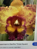 ORCHID PLANT Blc Hausermanns Starfire Times  Square seedling 2 in pot Orchids
