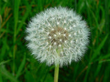 1000+ Dandelion Seeds 2025 | Perennial Herb Garden Flower Permaculture Free Ship Garden Plants