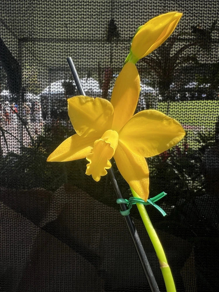 Yellow orchid flower with green stem and dark leaf-like details
