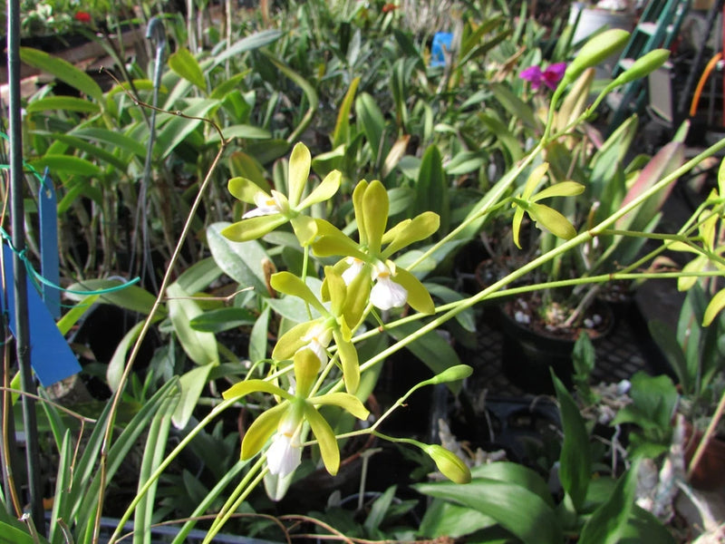 Potted orchid plant with pale yellow-green blooms and narrow leaves