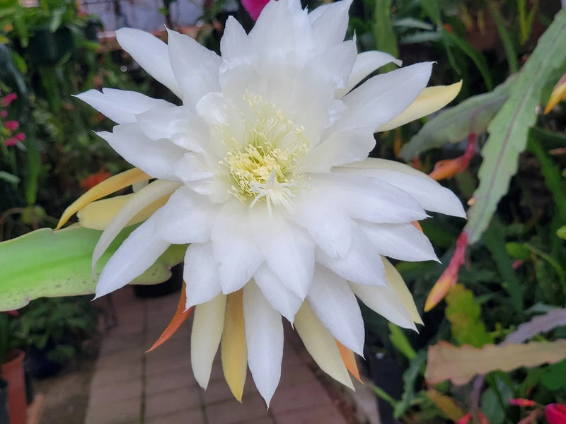 Jinzaburo Matsumiya Epiphyllum in 4  inch pots / Large Flowers / Epicactus Orchids