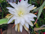 Jinzaburo Matsumiya Epiphyllum in 4  inch pots / Large Flowers / Epicactus Orchids