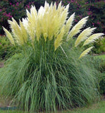 White Pampas Grass Seeds, Heirloom Ornamental Grass Seeds, Feathery Blooms 50ct Pampas Grass