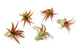 Red Abdita Tillandsia Air Plants - Perfect Variety Pack for Indoor Gardens Garden Plants