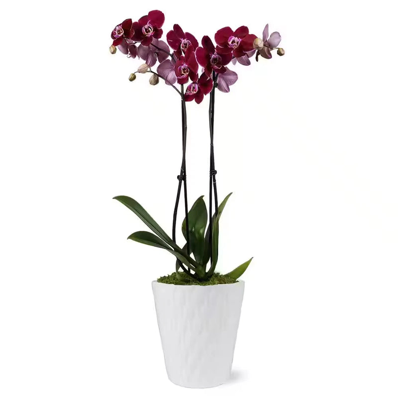 Dark purple Phalaenopsis orchid in white ceramic pot